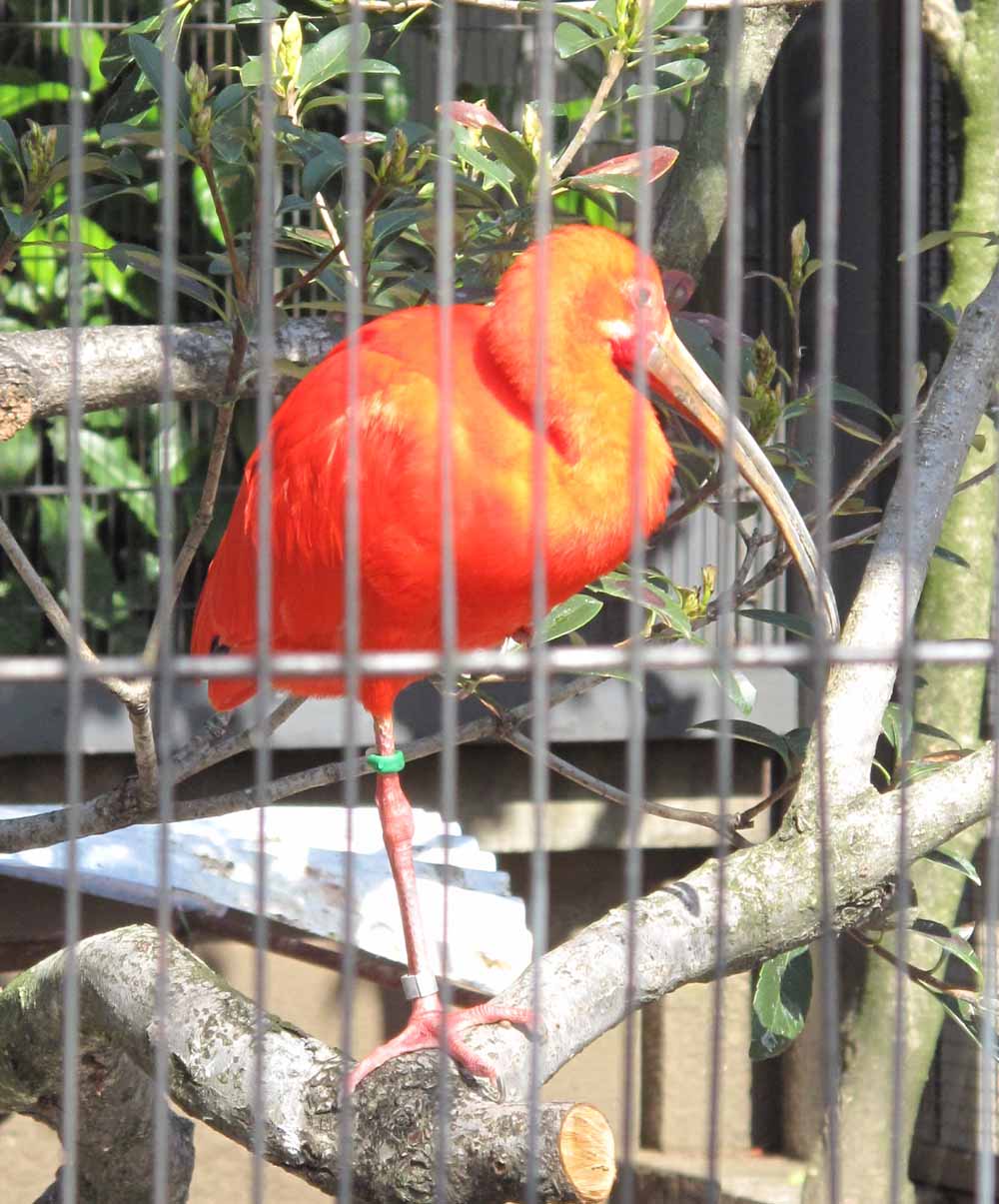 上野動物園のフラミンゴ 今日のオレンジ 16 サカガミタカオの オレンジの世界