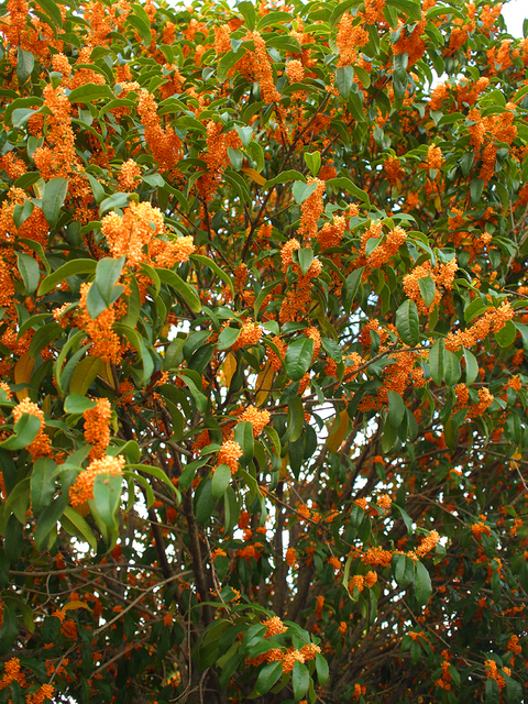 PA072415.jpg